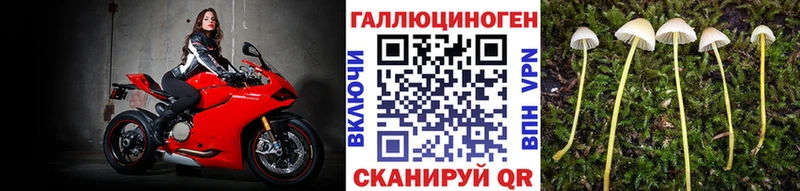 Галлюциногенные грибы Psilocybe Горбатов